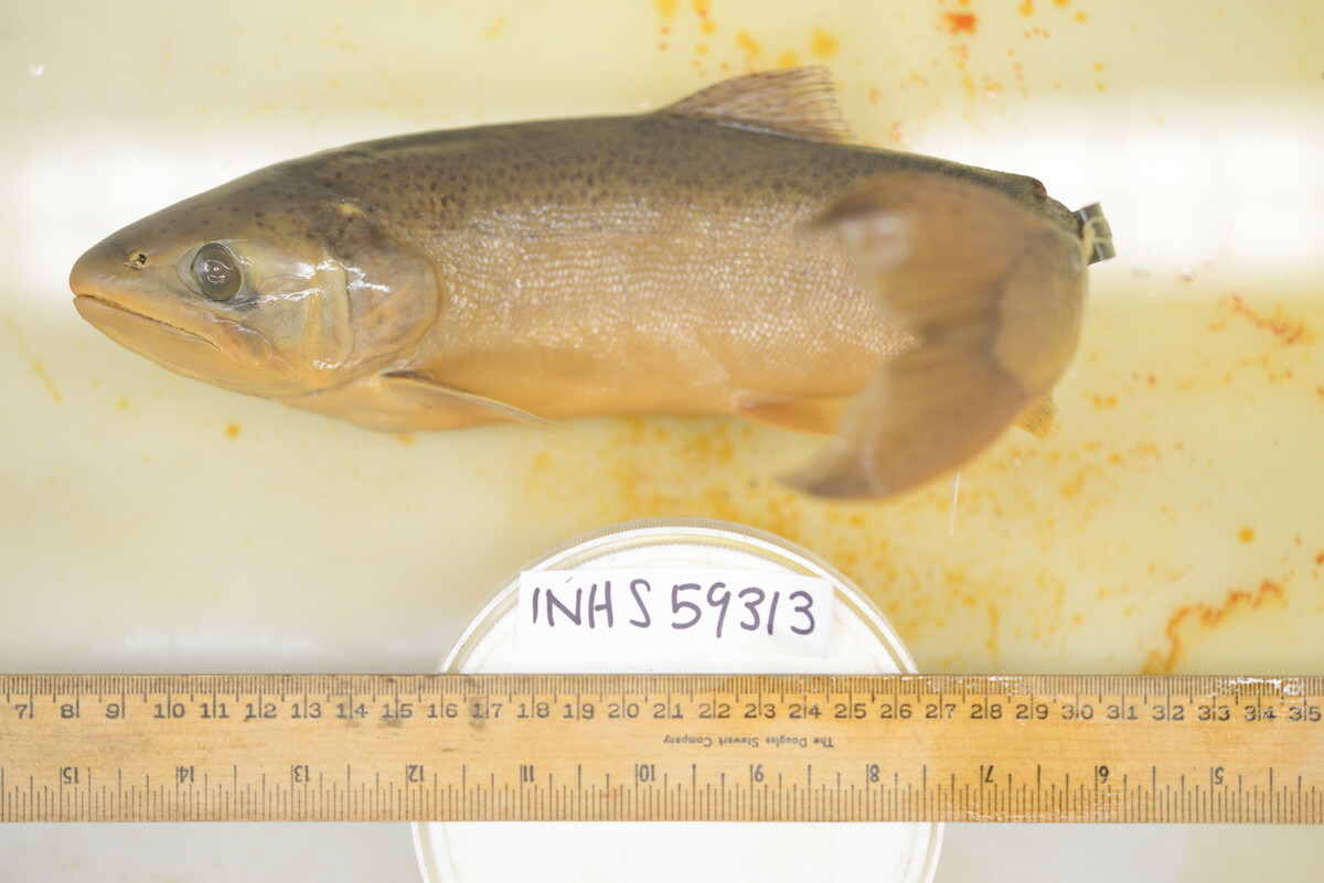 Oncorhynchus tshawytscha image
