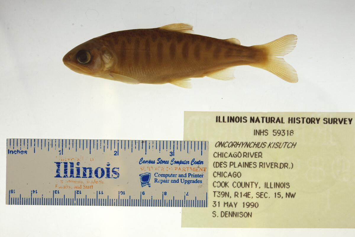 Oncorhynchus kisutch image