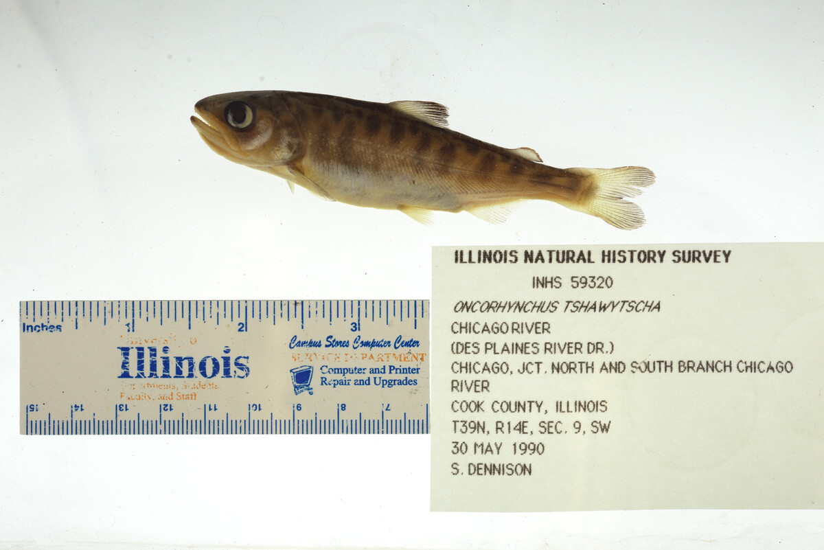 Oncorhynchus image