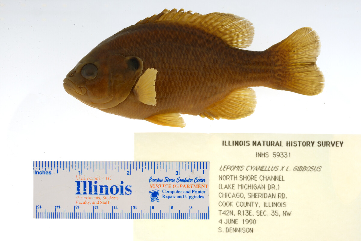 Lepomis gibbosus image