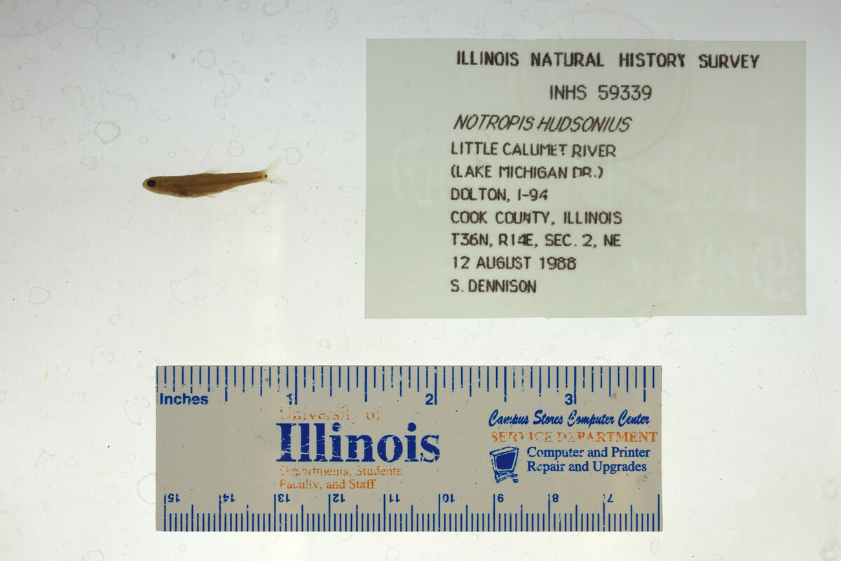 Notropis hudsonius image