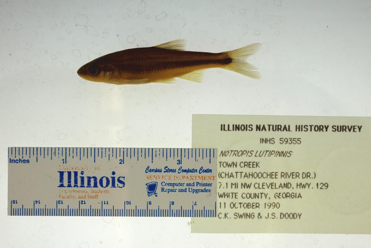 Notropis lutipinnis image