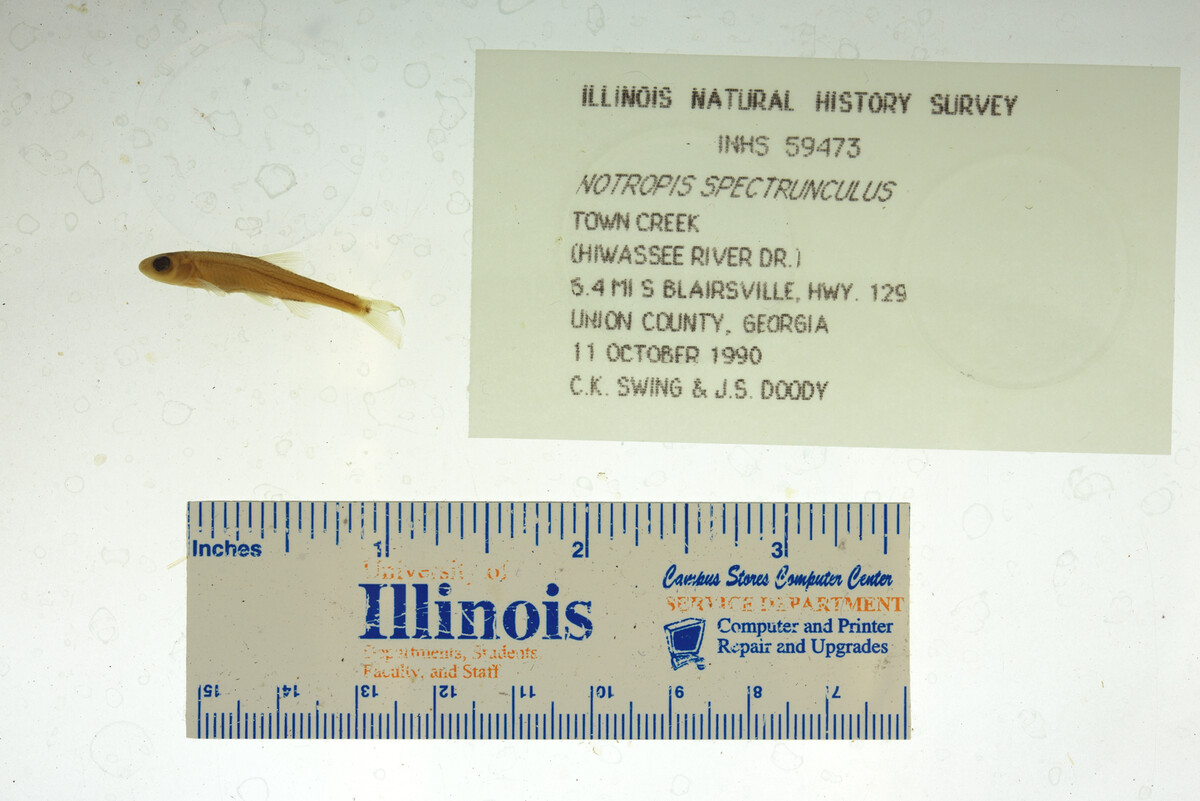 Notropis spectrunculus image