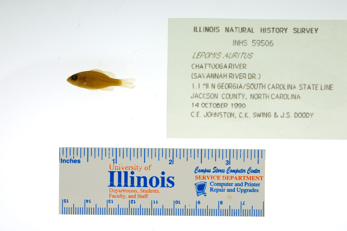 Lepomis auritus image