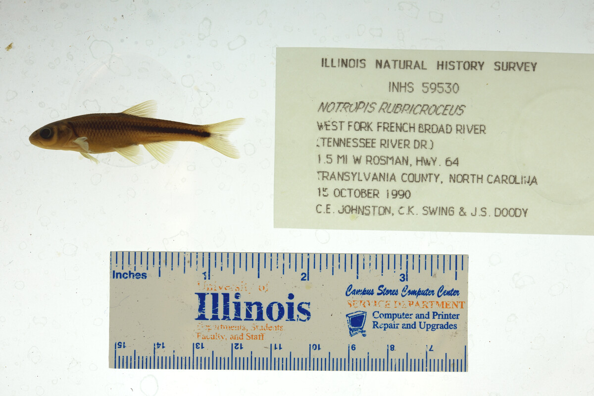 Notropis rubricroceus image