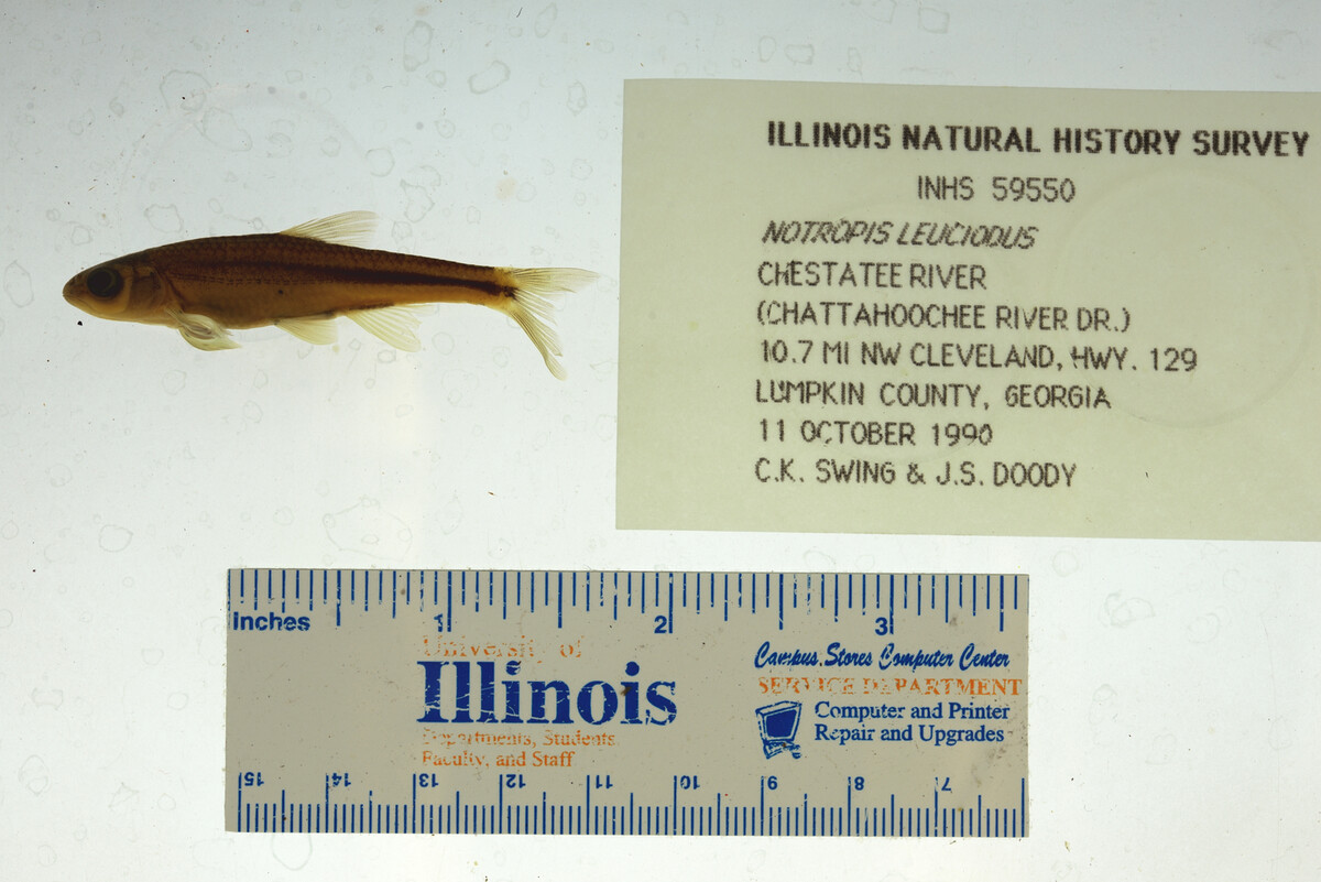 Notropis leuciodus image