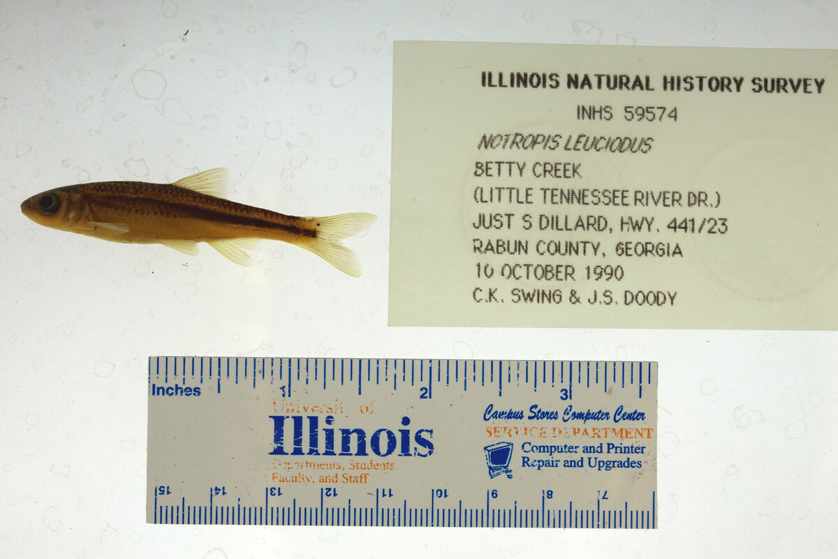 Notropis leuciodus image