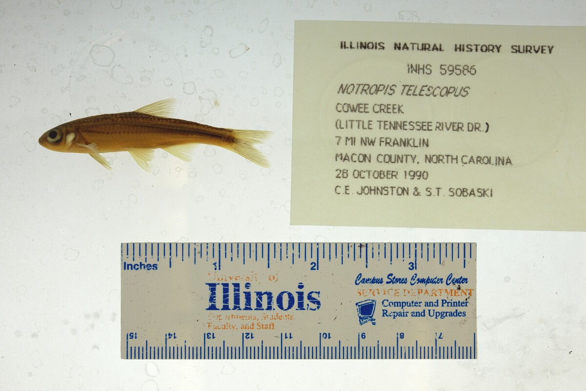 Notropis telescopus image