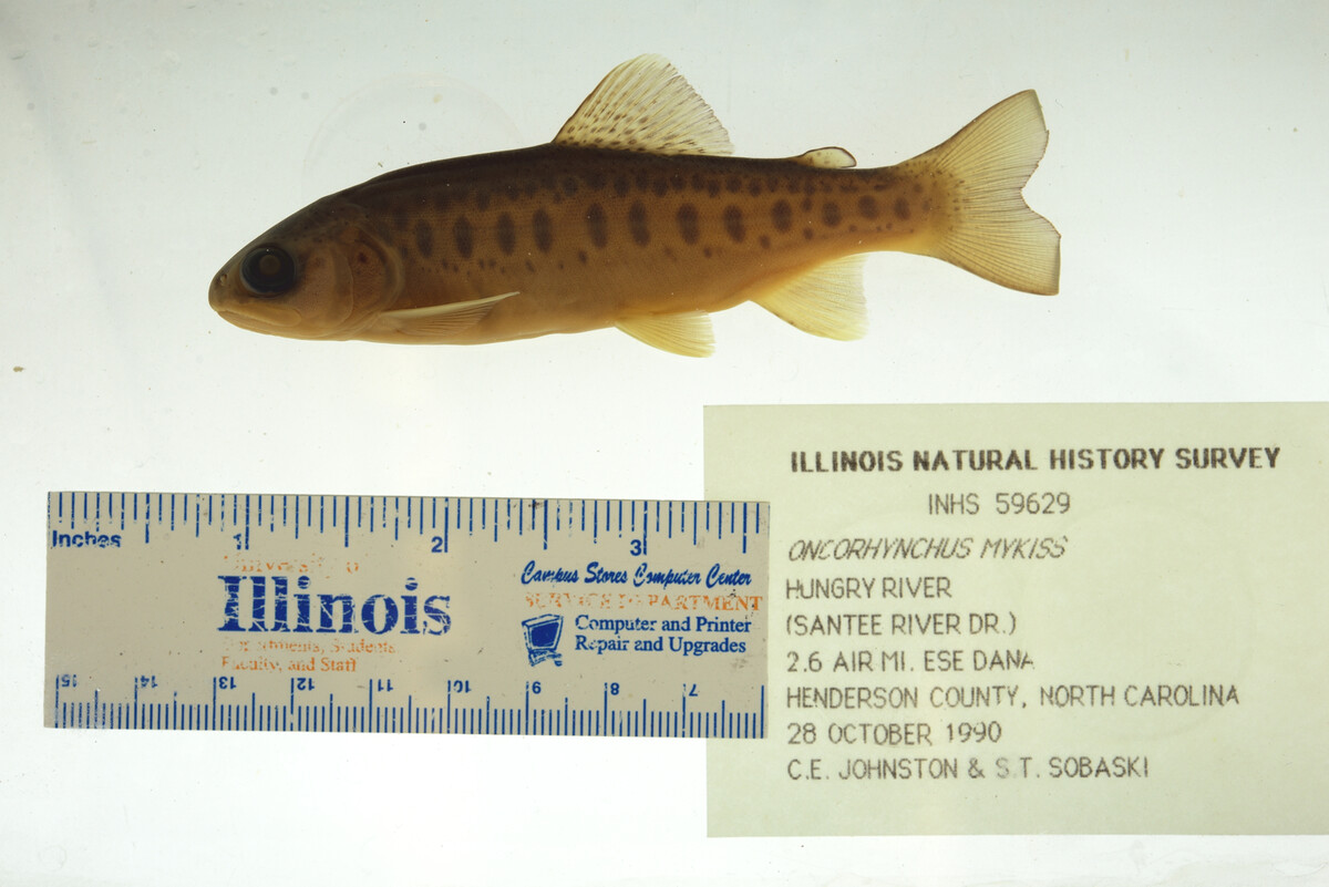 Oncorhynchus mykiss image