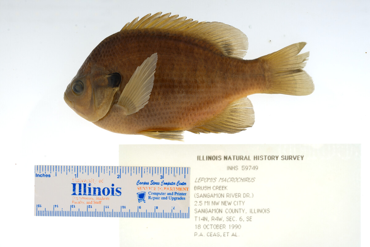 Lepomis macrochirus image