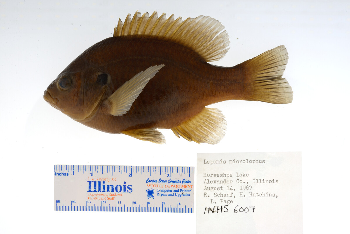 Lepomis microlophus image