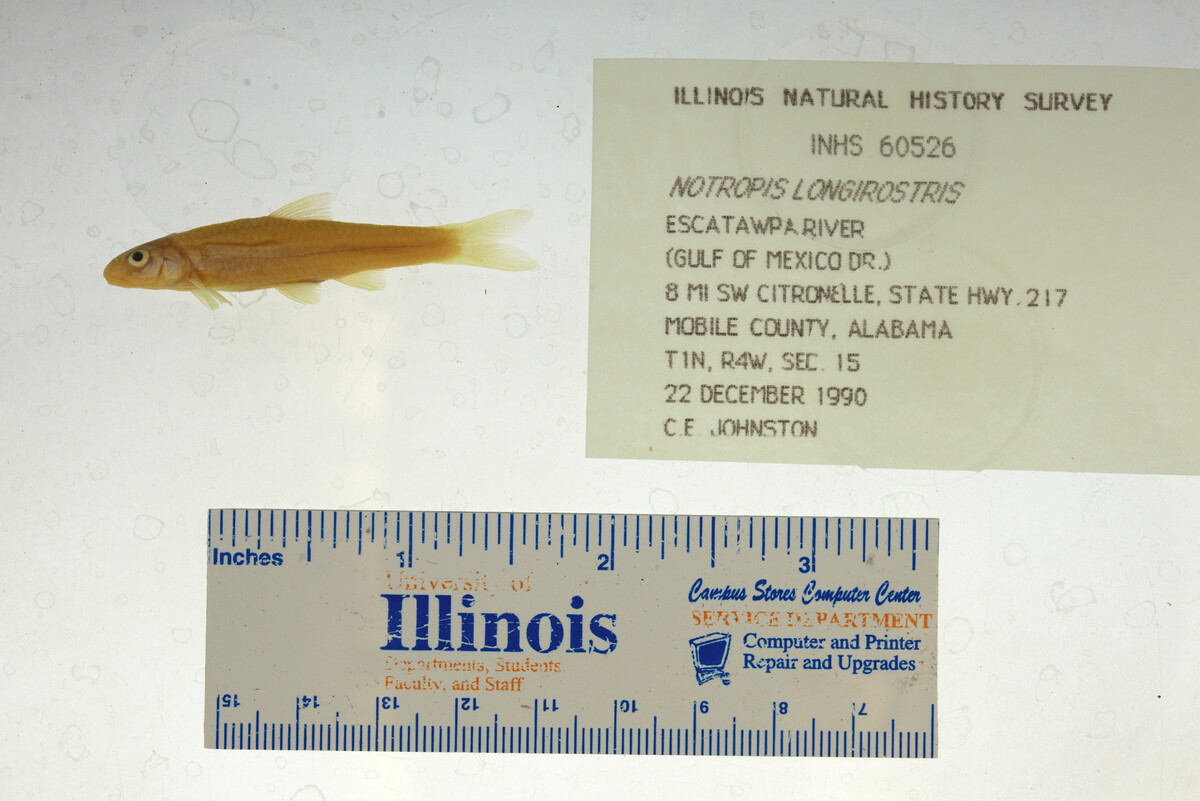 Notropis longirostris image