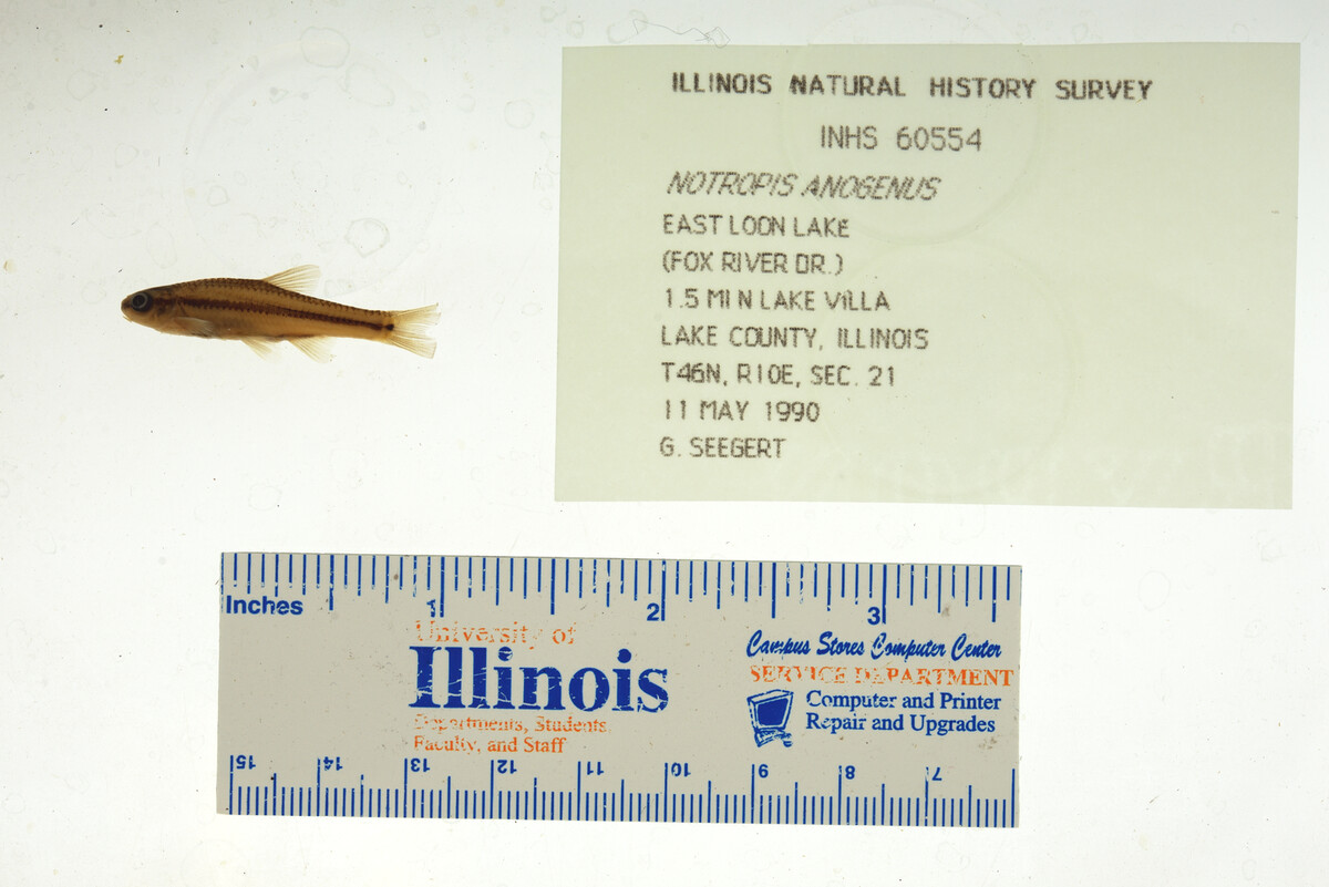 Notropis anogenus image