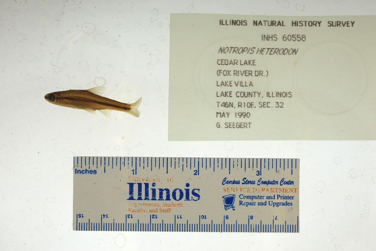 Notropis heterodon image