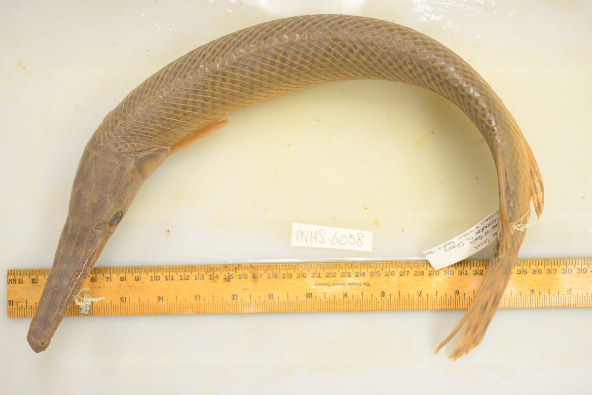 Lepisosteus oculatus image