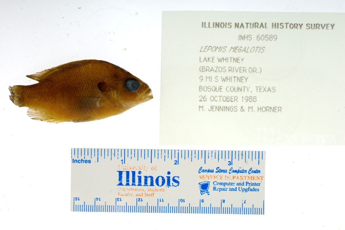 Lepomis image