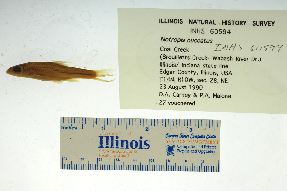 Notropis buccatus image