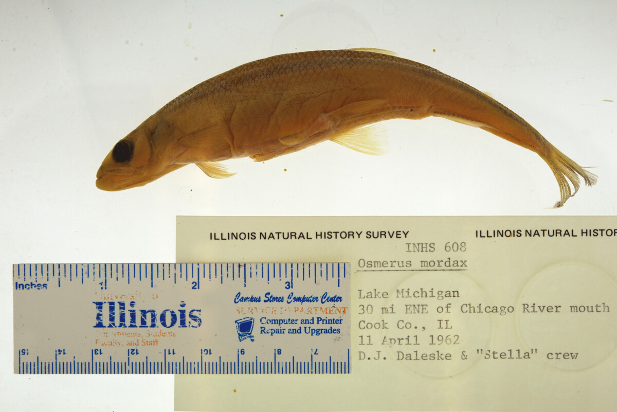 Osmerus mordax image