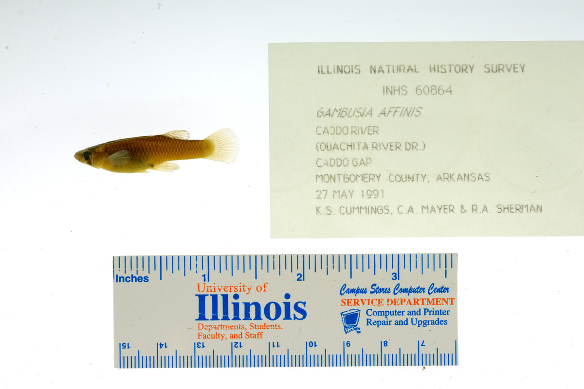 Gambusia affinis image