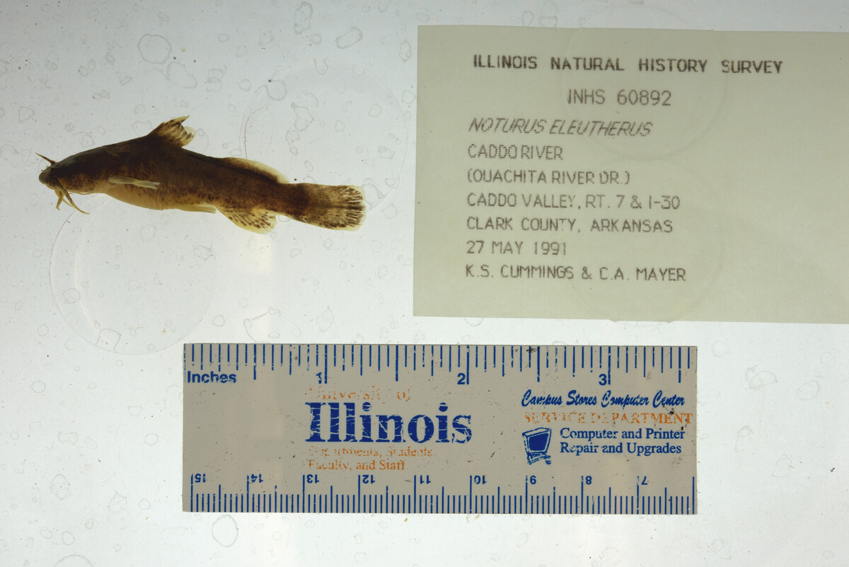 Noturus eleutherus image