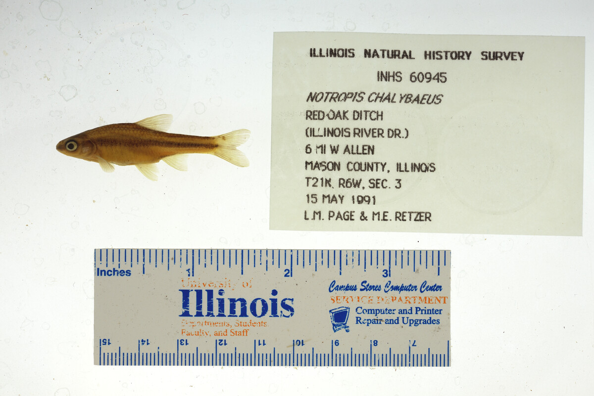 Cyprinidae image
