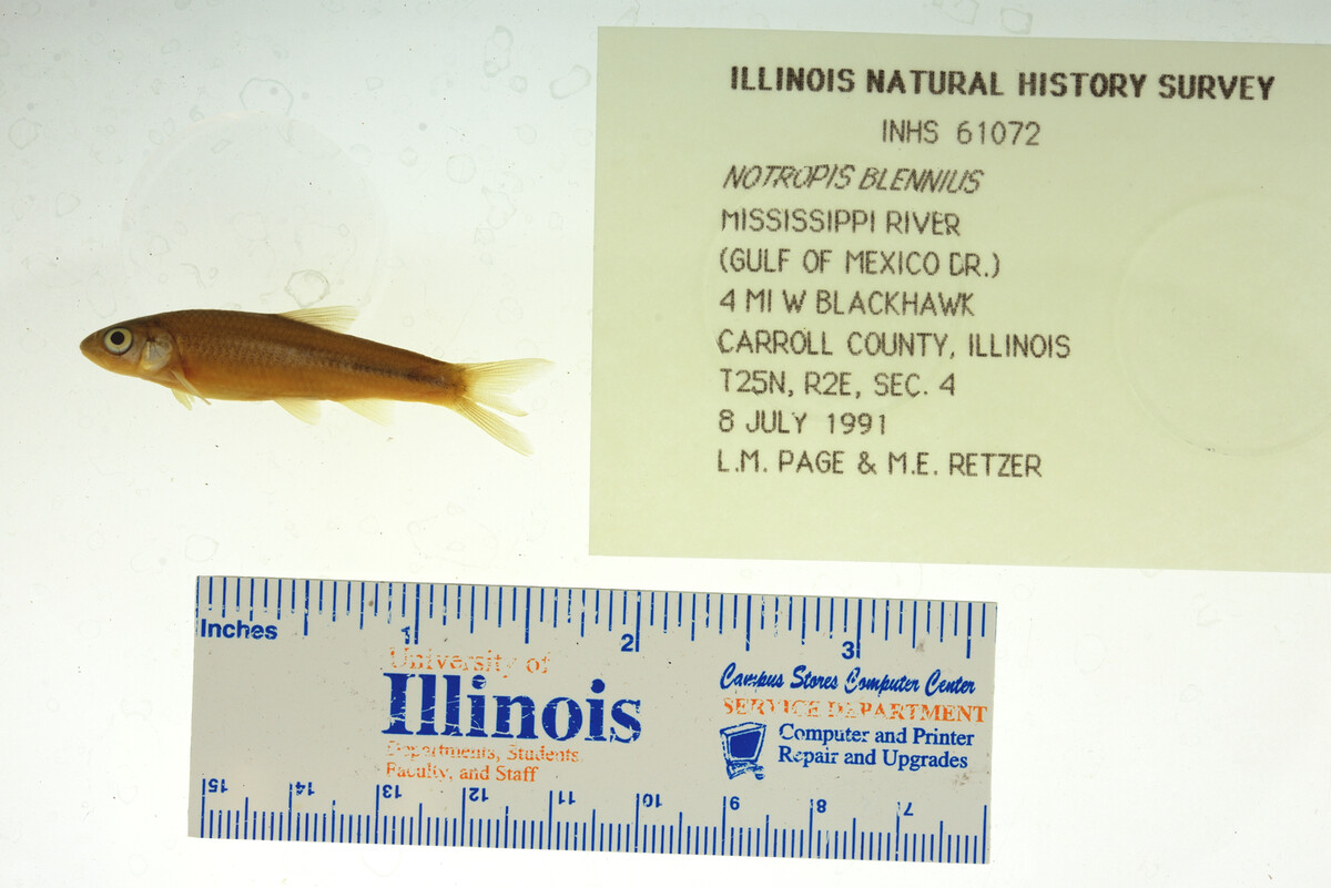 Notropis blennius image