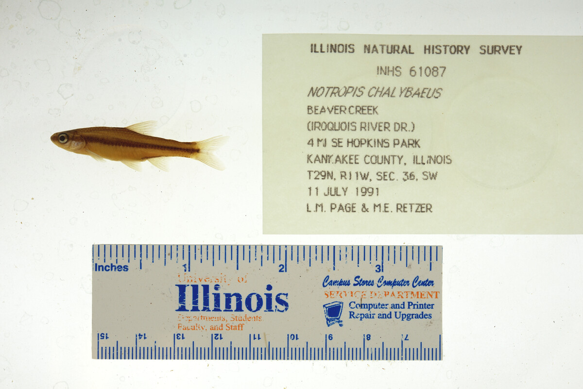 Notropis chalybaeus image