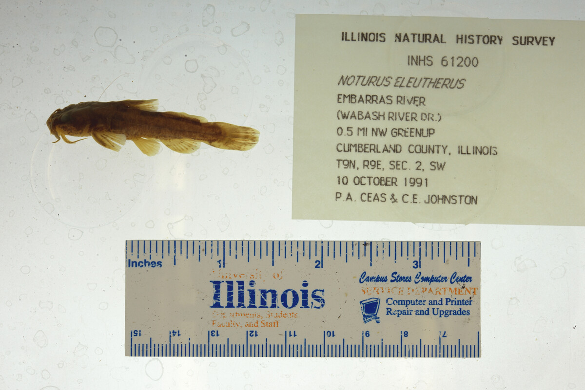 Noturus eleutherus image