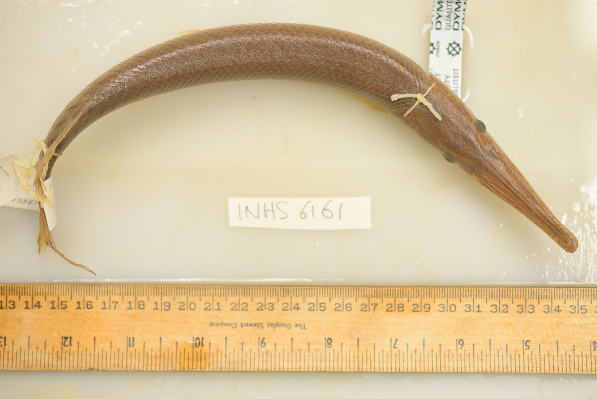 Lepisosteus platostomus image