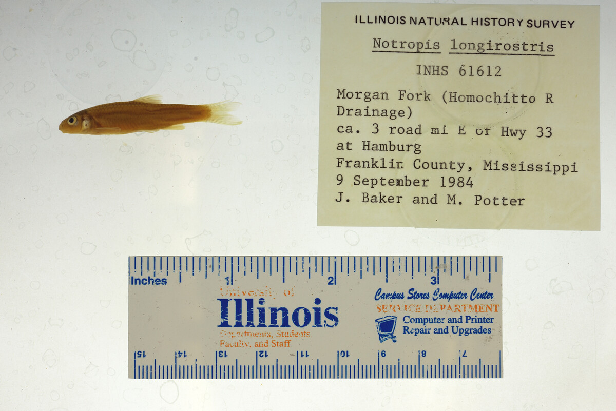Notropis longirostris image