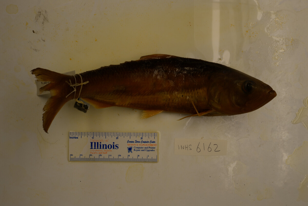 Alosa chrysochloris image
