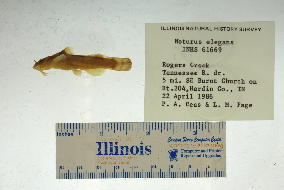 Noturus elegans image