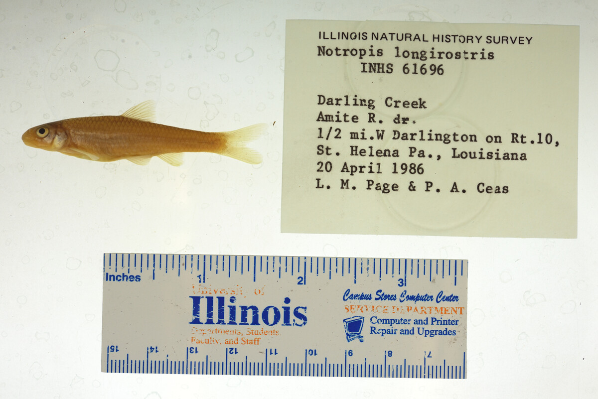 Notropis longirostris image