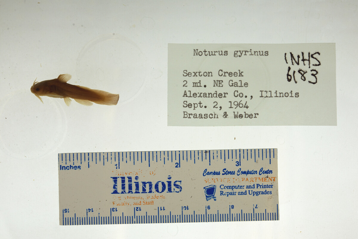 Noturus gyrinus image