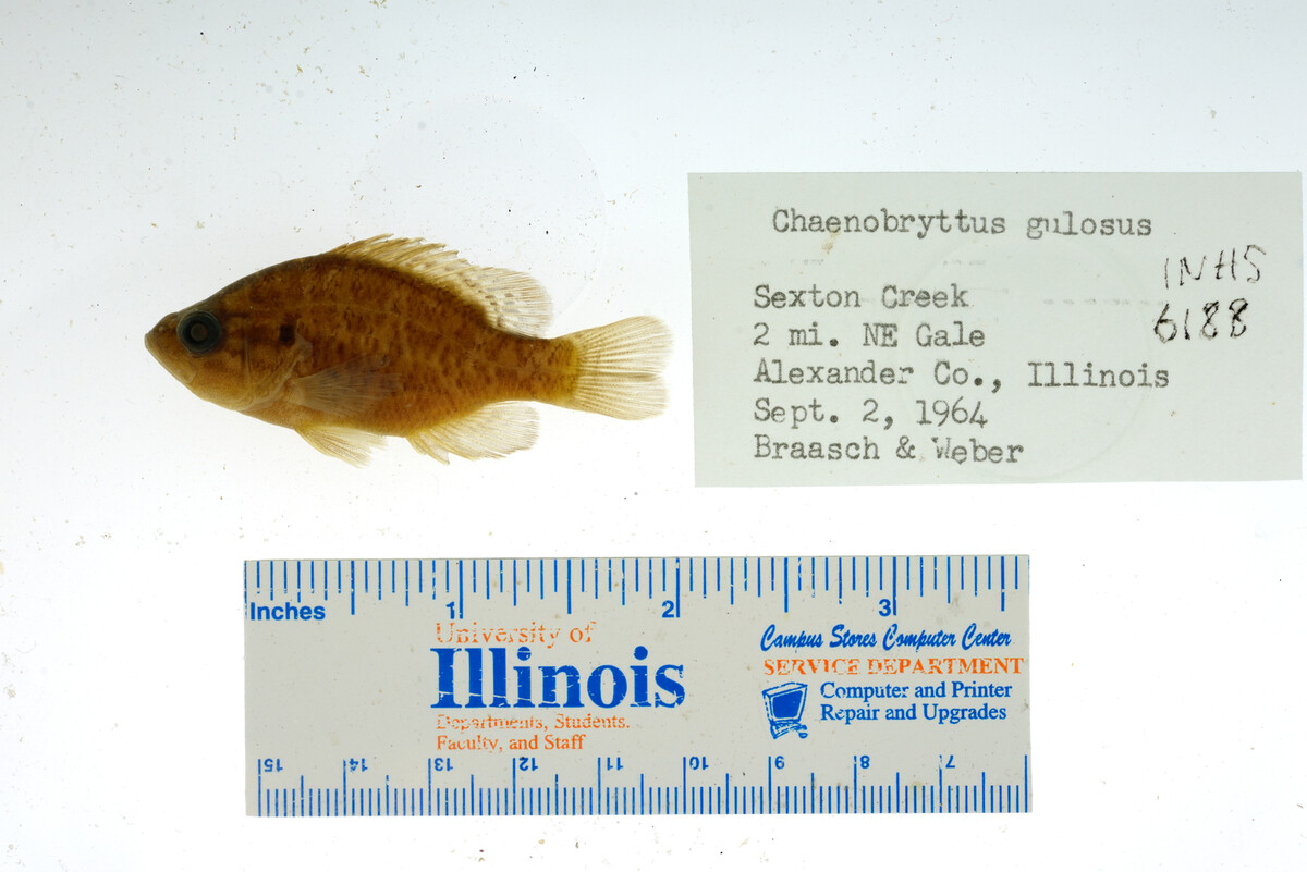 Lepomis gulosus image