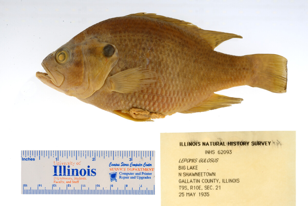 Lepomis gulosus image