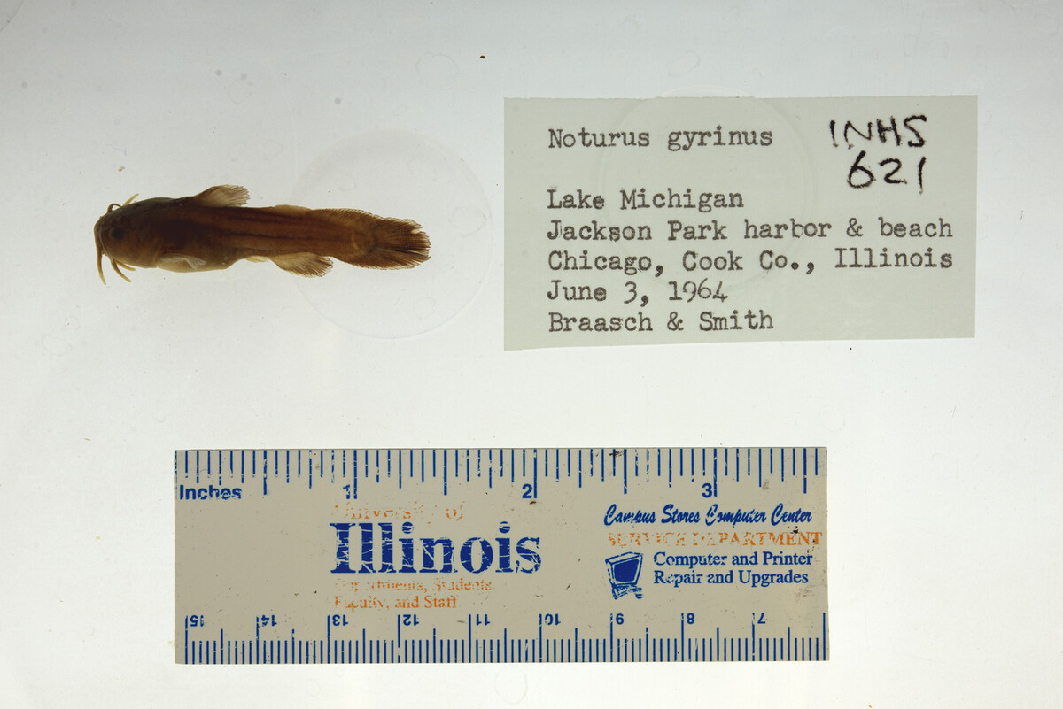 Noturus gyrinus image
