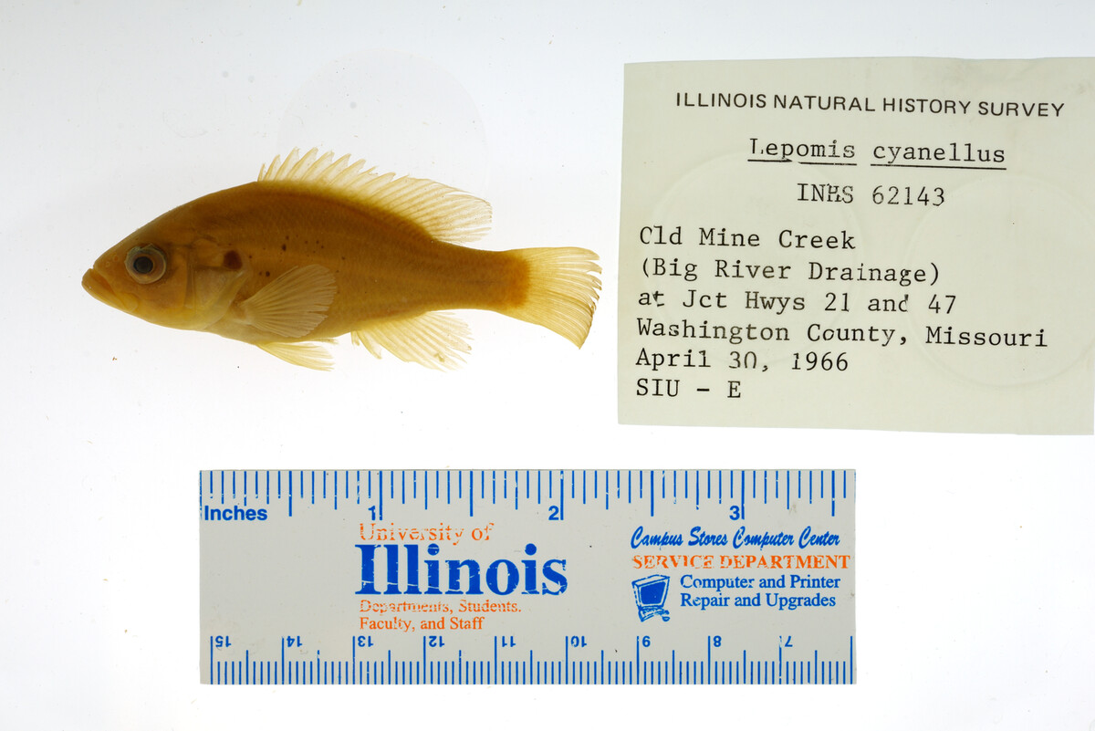 Lepomis cyanellus image