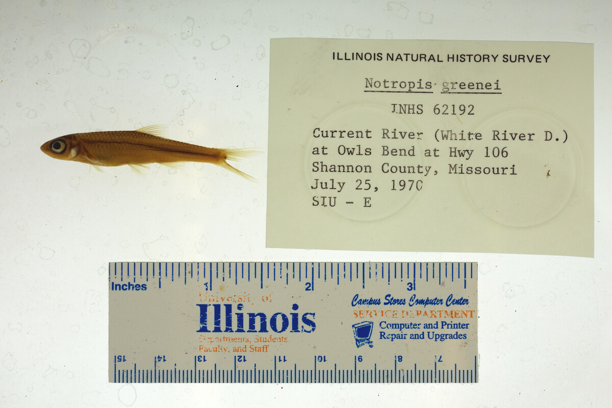 Notropis greenei image