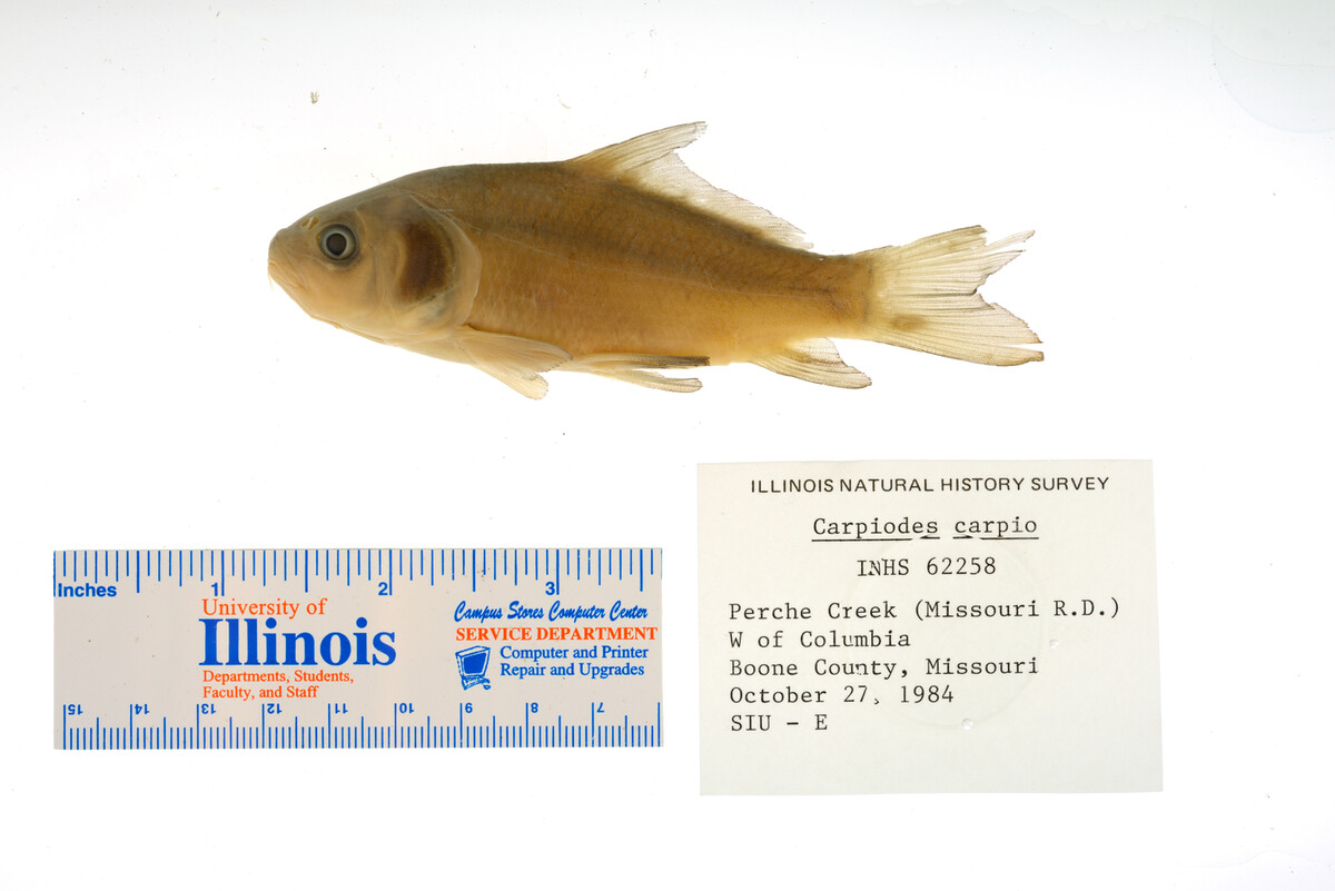 Carpiodes image