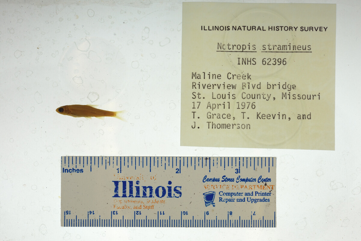 Cyprinidae image