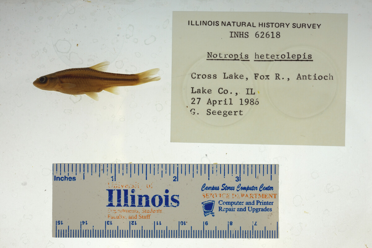 Notropis heterolepis image