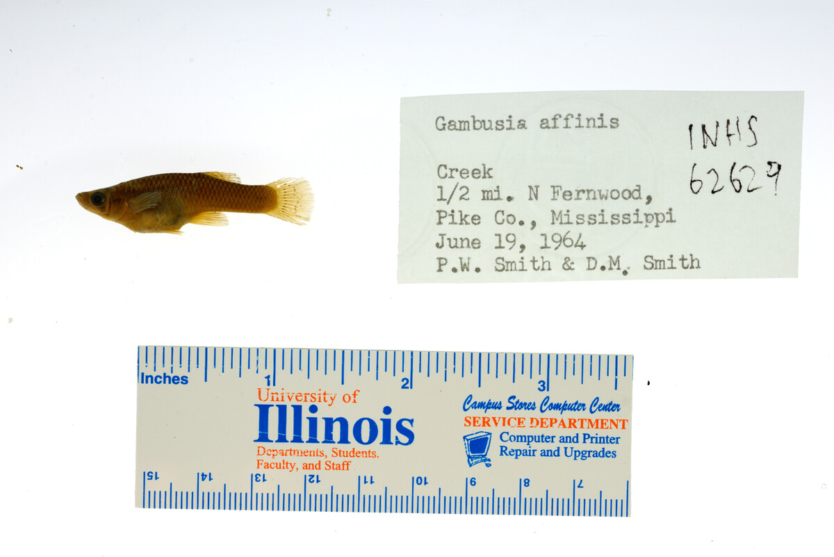 Gambusia affinis image