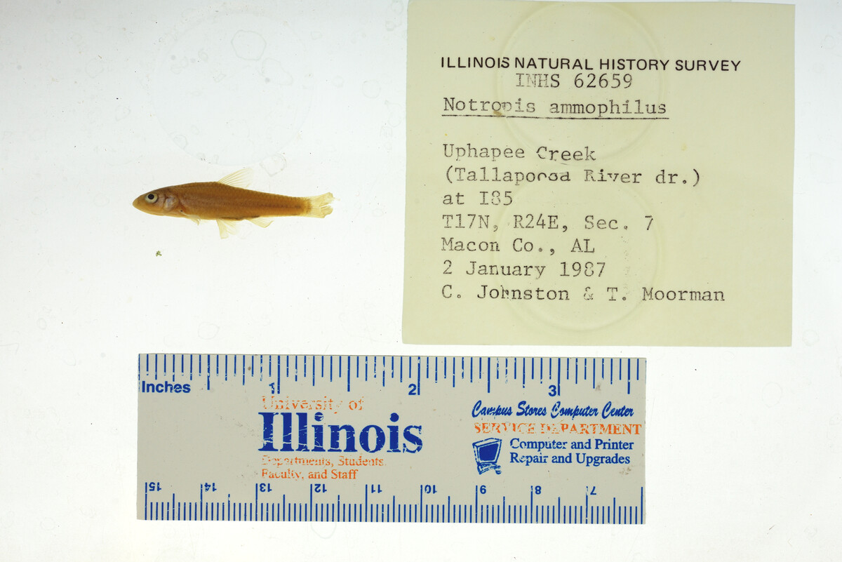 Notropis ammophilus image