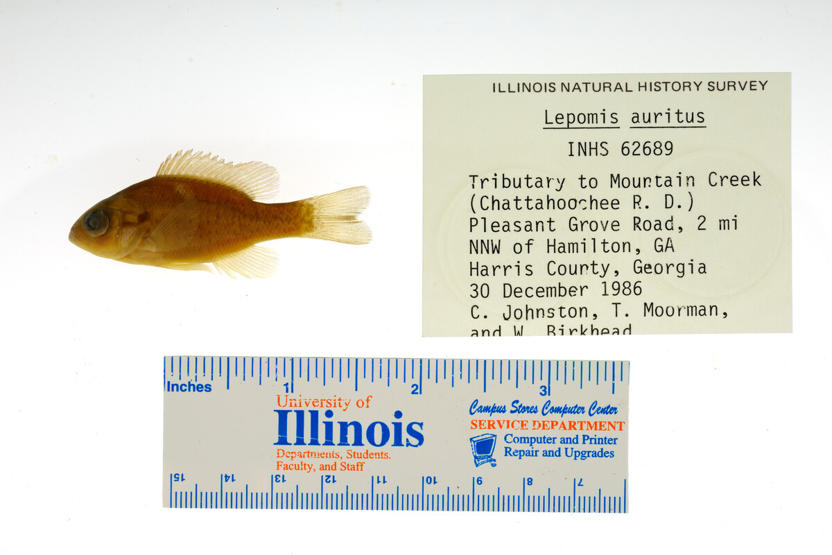 Lepomis auritus image