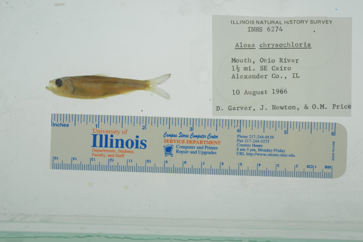 Alosa image