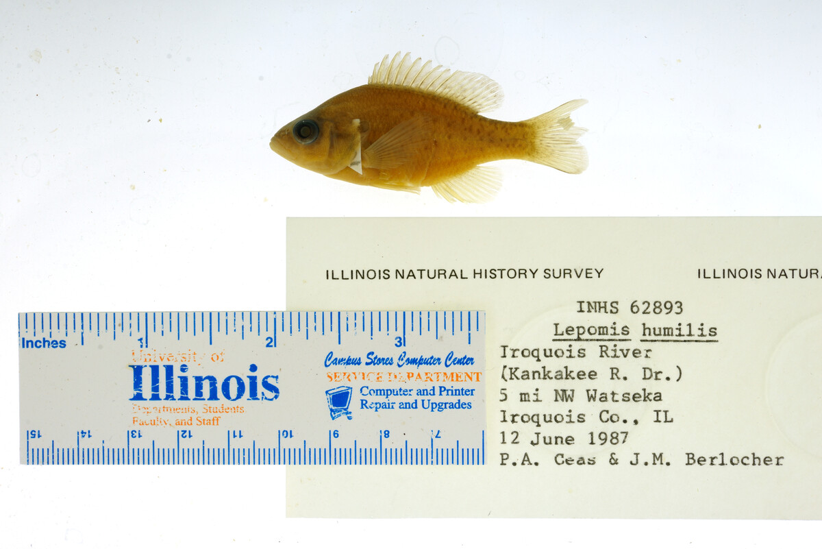 Lepomis humilis image