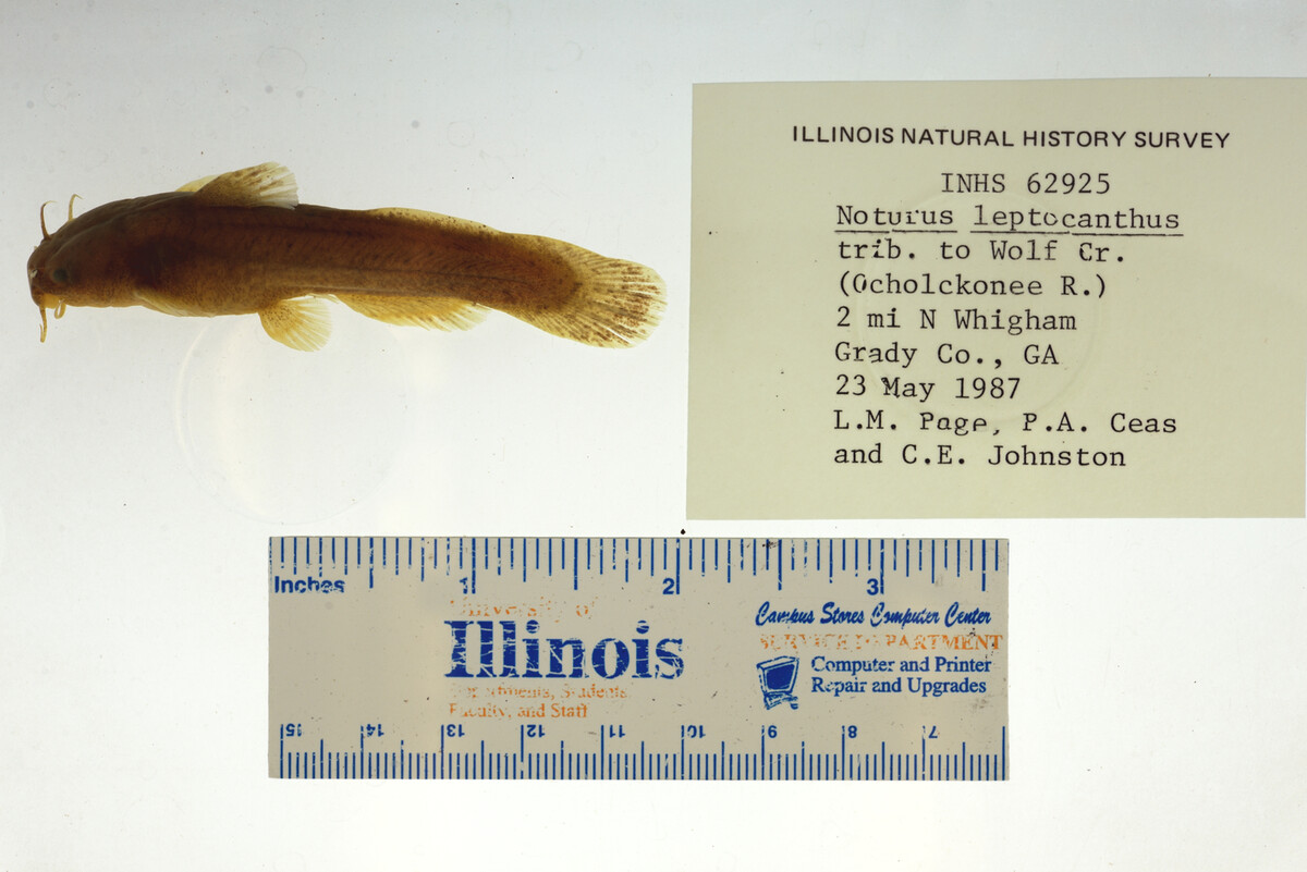 Noturus leptacanthus image