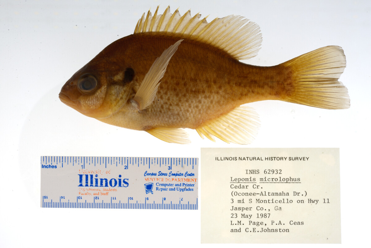 Lepomis microlophus image