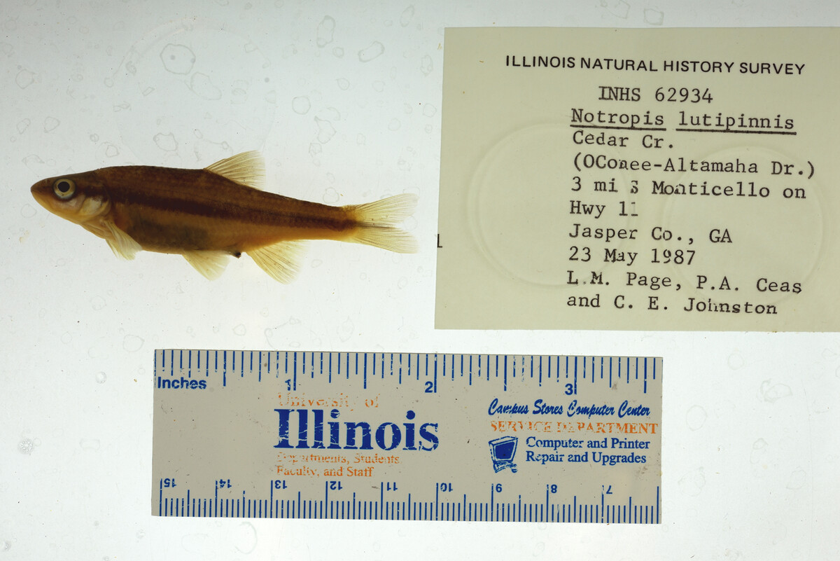 Notropis lutipinnis image